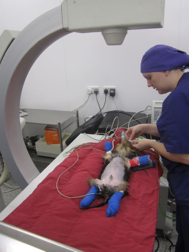 PSS surgery is performed using intraoperative fluoroscopy